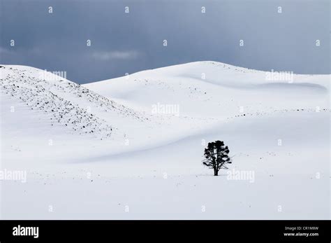 Hayden Valley tree winter snow Yellowstone national park Stock Photo - Alamy