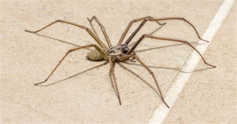 Types of Spiders in Pennsylvania, New Jersey and Delaware