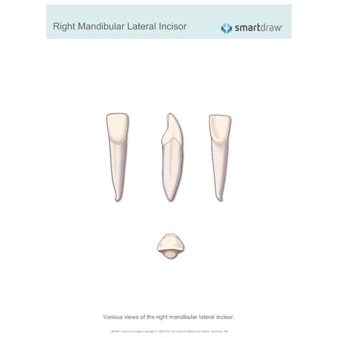 رسم Lower Lateral Incisor