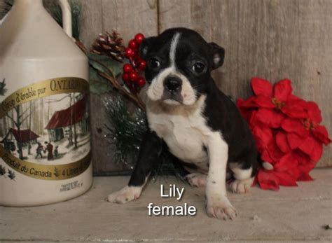 Cute Red Boston Terrier puppies | Dogs & Puppies for Rehoming ...