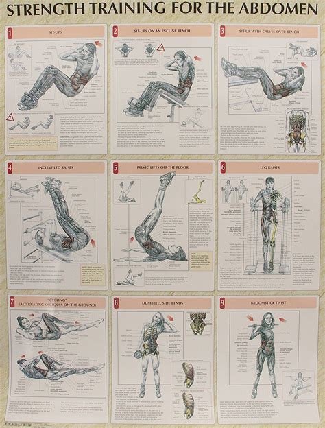 Strength Training Anatomy Poster Series | Fitness body, Strength training, Strength training anatomy