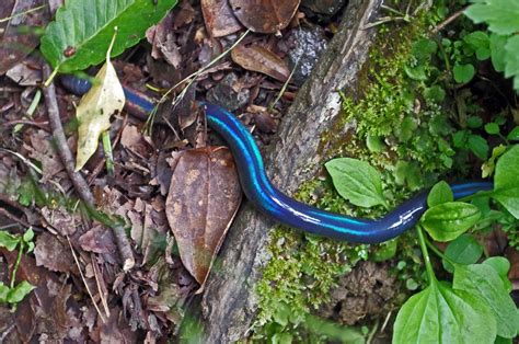 Large Electric Blue Worm, Sendantodoro 八代 熊本 シーボルトミミズ | Flickr