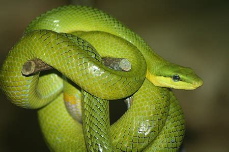 ENCYCLOPEDIA OF ANIMAL FACTS AND PICTURES: Africa's most dangerous and deadly snakes