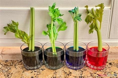 Celery and Food Coloring Science Experiment | Mombrite