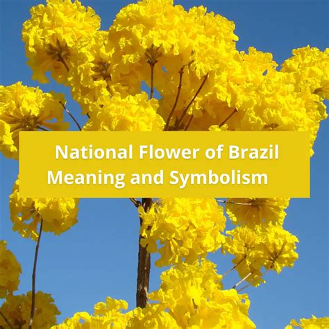 What is the national flower of Brazil, Meaning and Symbolism