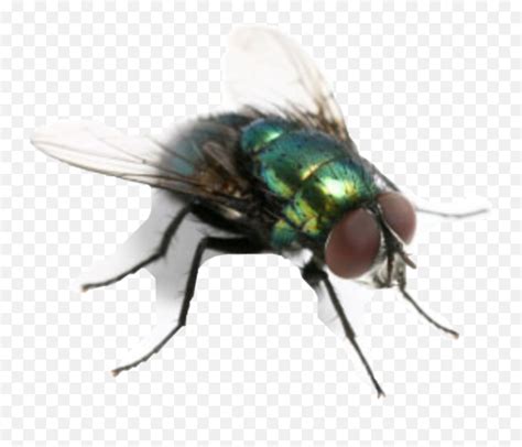 Flies Fliege Freetoedit - Would Win Meme Fly Emoji,Flies Emoji - free transparent emoji ...