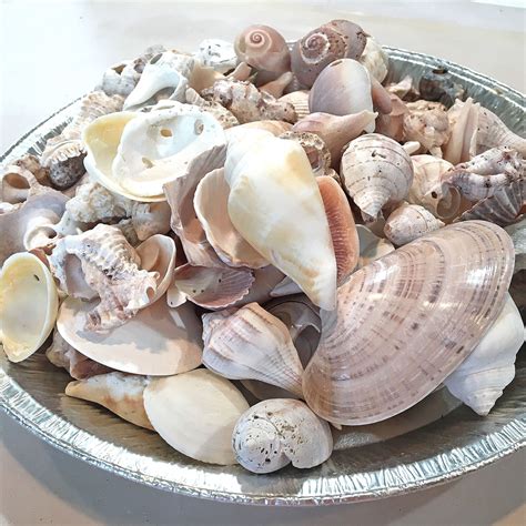 Seashells With Holes Bulk Seashells Craft Shells 1-4 - Etsy