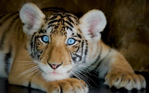 Tiger Baby Cub Cute Hd Desktop Wallpapers 4k Hd Images