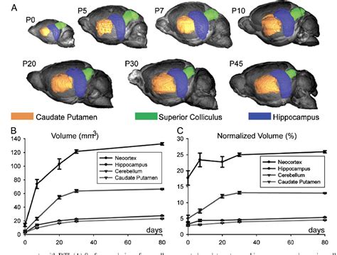 Figure 4 from Mapping postnatal mouse brain development with diffusion tensor microimaging ...