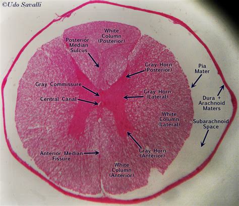 Spinal Cord Microscope Slide Labeled Weike Xiwen | The Best Porn Website