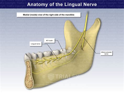 Anatomy of the Lingual Nerve - TrialQuest Inc.