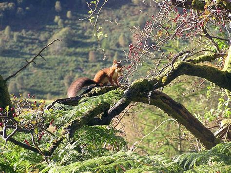 Gallery – General | Lake District Wildlife Walks