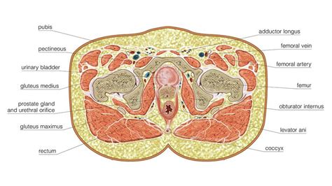 Transverse Section At Hemipelvis Level Photograph by Asklepios Medical Atlas - Pixels