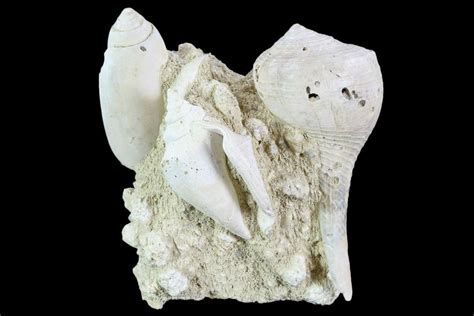 3.1" Tall, Miocene Fossil Gastropod Cluster - France (#104126) For Sale - FossilEra.com