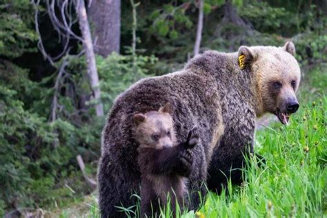 Must-See Wildlife In Banff National Park & Where To See Them