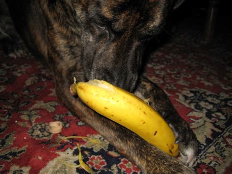 How to Eat a Banana Like a Dog : 5 Steps - Instructables