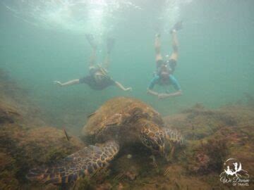 🤿 Best Snorkeling in Galapagos: Free Spots + Top Tours (2024)