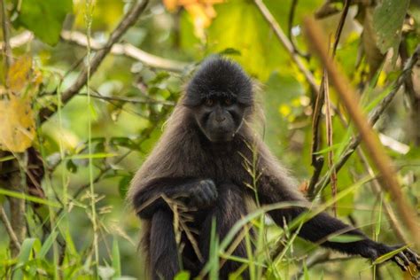 Kibale National Park | Kibale forest Uganda Tour| Kibale Chimpanzee Trekking Uganda|Uganda ...