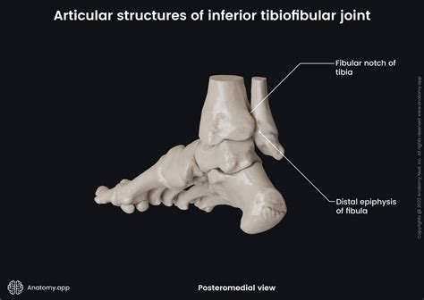 Distal Tibiofibular Joint