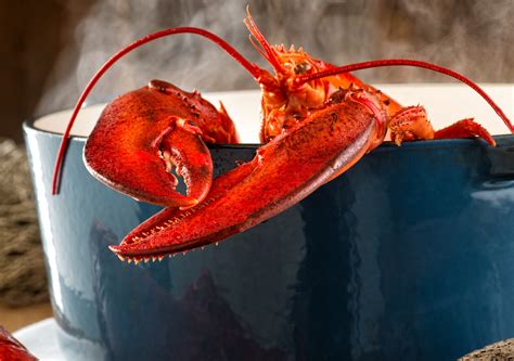 16 qt. Porcelain Steel Lobster Pot | Lobster Trap: Live Lobster Online