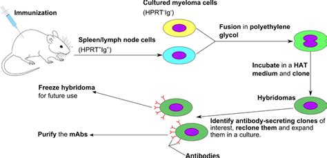 Monoclonal antibody | Health and Medicine Wiki | FANDOM powered by Wikia