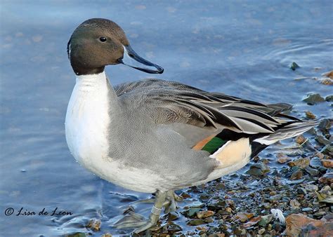 Birding with Lisa de Leon: Northern Pintail