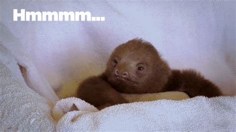 Meme Sloth Gif, Sloth Facts, Mood Gif, Three Toed Sloth, Chinese Crafts, Fun Walk, Meme Template