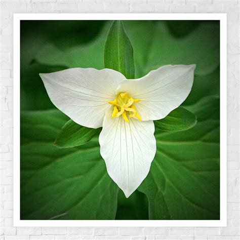 "WHITE TRILLIUM" Photo Print