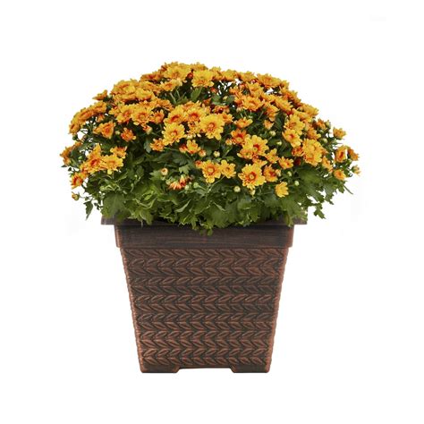 Expert Gardener 1G Orange Garden Mum Live Plants with Decorative ...