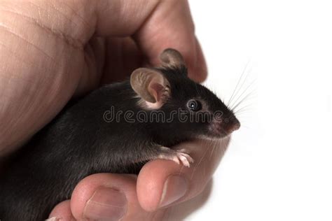 Black Color Mouse in a Human Hand - Isolated on White Stock Photo - Image of fluffy, hair: 110602492