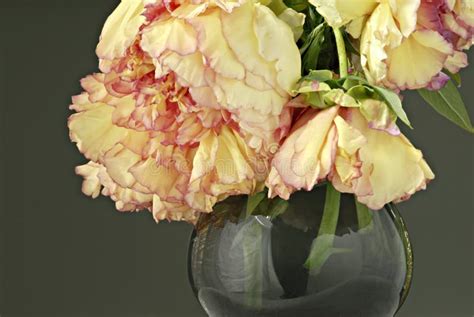 Peonies in Vase stock photo. Image of blossoms, life, plants - 5740884