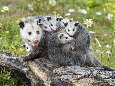 Virginia Opossum | Alexandria Zoo