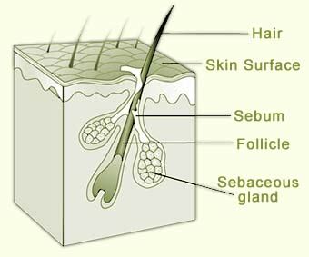 Sebaceous Glands – Location, Functions and Pictures