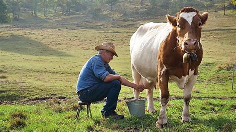 US States With Most Milk Cows - WorldAtlas