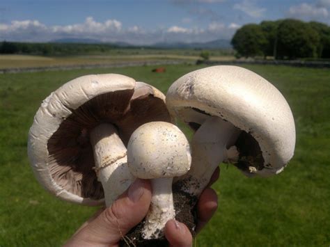 » July – Horse Mushrooms Galloway Wild Foods | Stuffed mushrooms ...