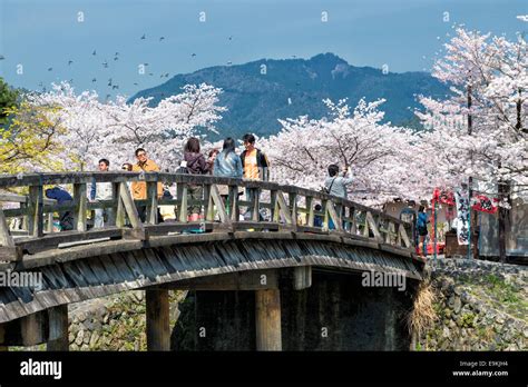 Japanese tourists people white cherry blossoms bloom flowers trees culture hi-res stock ...