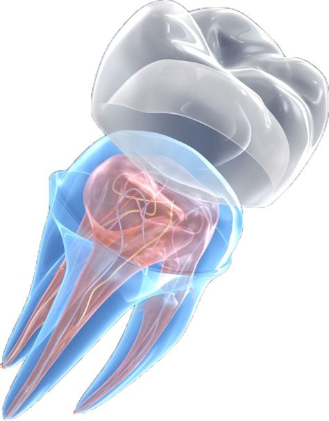 Endodontics: who is an endodontist and what are common procedures they do | Endodontics ...