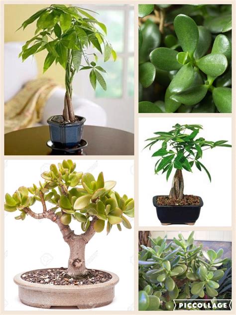 Valuable ensured bedroom feng shui decor Hurry | Feng shui plants ...