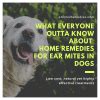 What Everyone Outta Know About Home Remedies for Ear Mites in Dogs