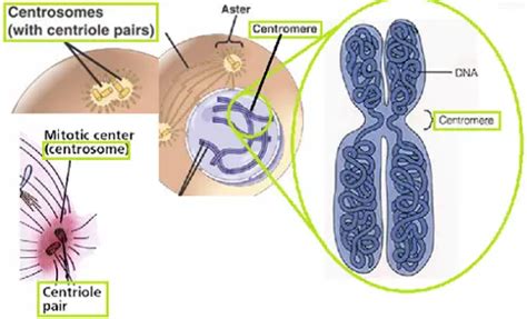 Difference Between Centrosome and Centromere - KnowsWhy.com