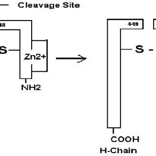 Schematic structure of botulinum toxin | Download Scientific Diagram