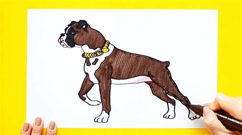 How to draw a Boxer dog - YouTube