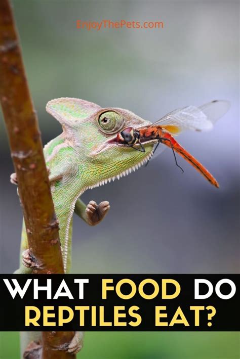 What Foods Do Reptiles Eat? - Enjoy The Pets