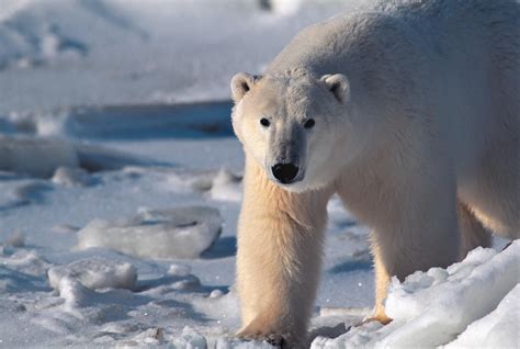 Wildlife in Greenland: Land mammals - Visit Greenland