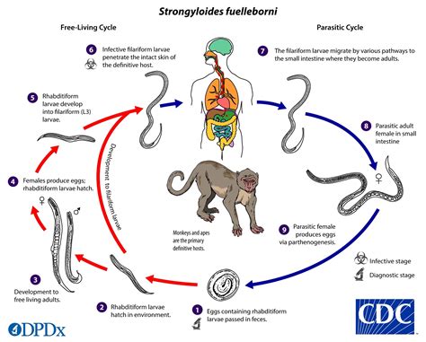 Monkey Life Cycle Diagram