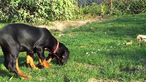 Black & Tan Coonhound puppy first hunting training - YouTube