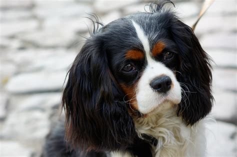 Colors of Cavalier King Charles Spaniels | I-Love-Cavaliers.com