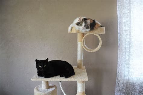 Go Pet Club Cat Tree Review: Affordable and Cat-Approved