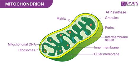 Mitochondria Model Project