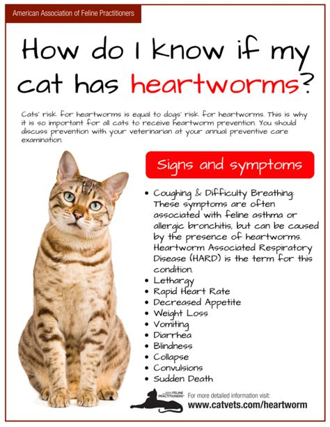 Heartworm Disease | Cornerstone Animal Hospital